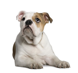 English Bulldog puppy, 3 months old, lying