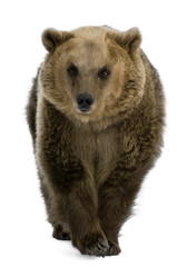 Naklejka premium Brown Bear, 8 years old, walking in front of white background