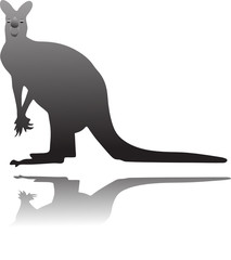 kangaroo