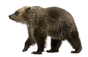 Brown Bear, 8 years old, walking in front of white background - obrazy, fototapety, plakaty