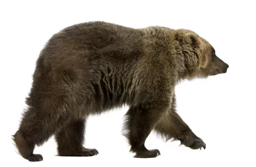 Poster Brown Bear, 8 years old, walking in front of white background © Eric Isselée