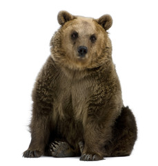 Panele Szklane  Niedźwiedź brunatny, 8 lat, siedzący na białym tle