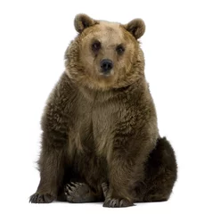 Tuinposter Brown Bear, 8 years old, sitting in front of white background © Eric Isselée
