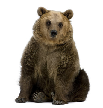 Brown Bear, 8 years old, sitting in front of white background