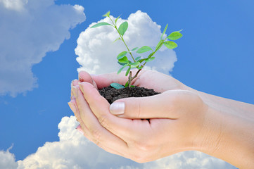 Plant in hand