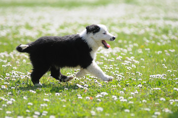 BORDER COLLIE, 2 MESI