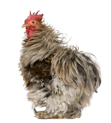 Curly Feathered Rooster Pekin, 1 year old, standing