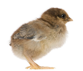 Chick, 4 days old, standing in front of white background