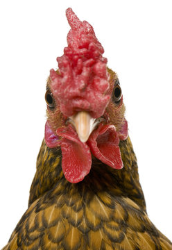 Close-up of Golden Sebright rooster, 1 year old