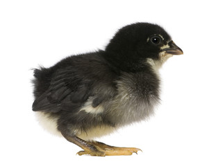 Chick, 1 week old, standing in front of white background