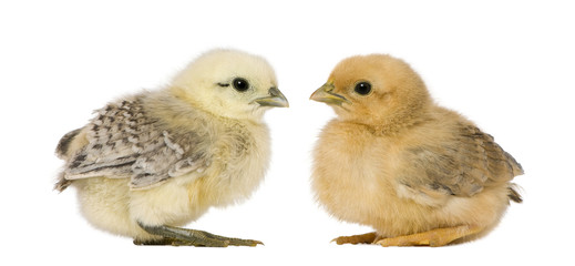 Two chicks in front of white background