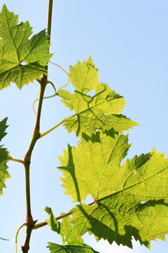 grapes leaves over blue sky