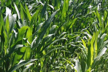 Obraz premium Maisfeld