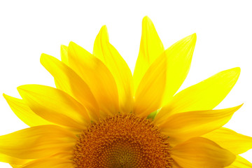 Part of sunflower on white background