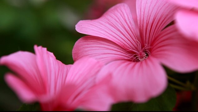 pink flowers