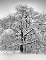 Winter tree partially covered in snow