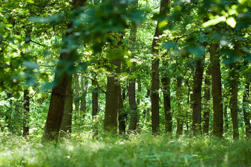 Summer oak forest