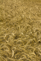 wheat or cornfield