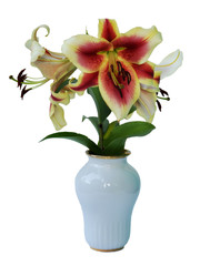 Lily in a white porcelain vase