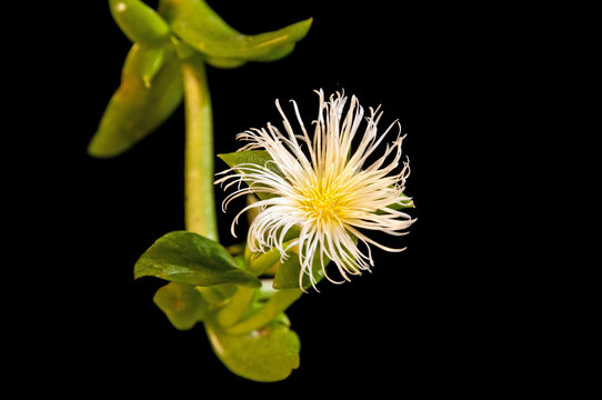 Sceletium Tortuosum" Images – Browse 37 Stock Photos, Vectors, and Video |  Adobe Stock