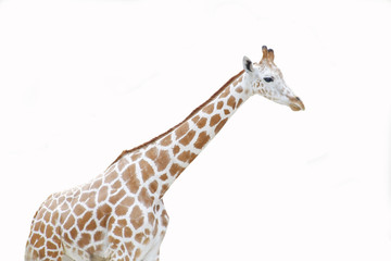 Naklejka premium giraffe on white