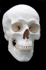 Obraz premium skull on black