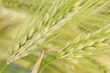 plano de cerrado de unas espigas de cebada