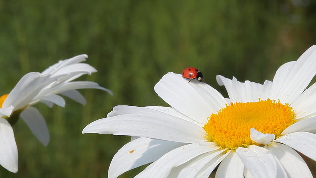 Ladybird on chamomile flower