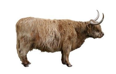 scottish highland cow cut-out