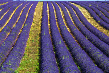 lavanda