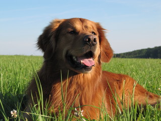 Golden Retriever