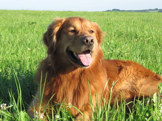 Golden Retriever im Gras