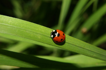 Siebenpunkt-Marienkaefer (Coccinella septempunctata)