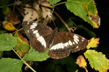 Naklejka premium Kleiner Eisvogel (Limenitis camilla)