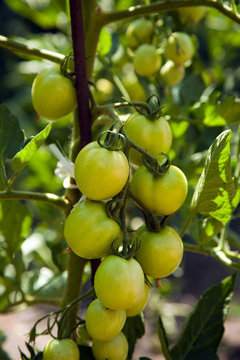 green tomatoes on the bushes
