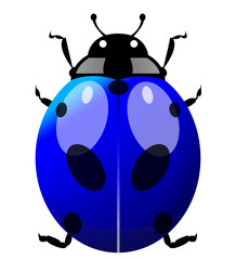 Blue LadyBird