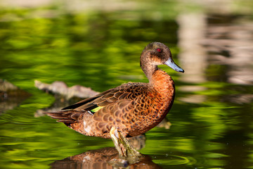 Anatra (Oasi di Racconigi), Cuneo, Italia