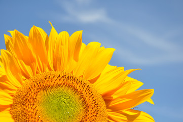 Auschnitt einer Sonnenblume