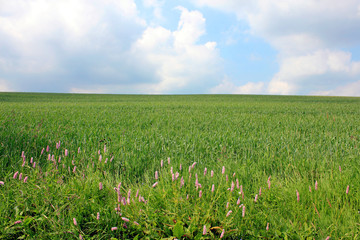 pink flowers green field and cloudy blue sky 2