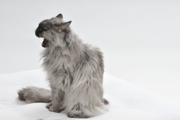 Graue Katze vor weißem Hintergrund 3