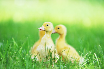 three fluffy chicks