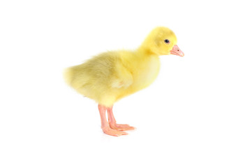 yellow fluffy duckling