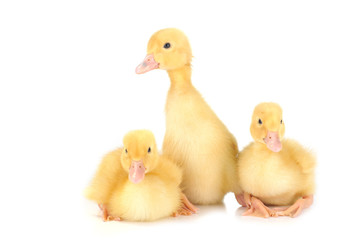 three fluffy chicks