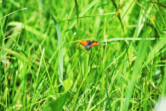 red butterfly