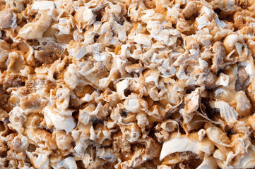 texture of the shells