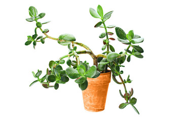 Succulent Crassula Tree With Water Drops in Terracotta Pot