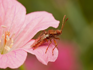 Plant bug in red flower