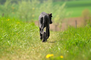Deerhound läuft voran