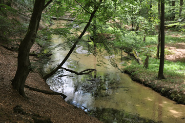 Obraz premium Wald Fluss