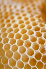 Honeycomb cells close-up